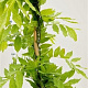 Wisteria sinensis 'Alba' 175-200 cm 5,0L