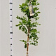 Wisteria sinensis 'Alba' 175-200 cm 5,0L