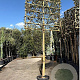 Quercus ilex 180 cm stam container 16-18 lei 180x120