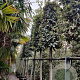 Quercus ilex 180 cm stam container 20-25