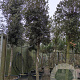 Quercus ilex 180 cm stam container 30-35