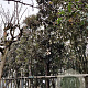 Quercus ilex 200 cm stam container 20-25 leiboom
