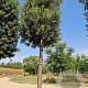 Quercus ilex 200 cm stam container 45-50