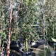 Quercus ilex 300-350 cm container paraplukroon