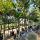 Quercus ilex 300-350 cm container paraplukroon