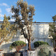 Quercus suber 100 cm stam container 8-10