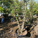 Quercus suber 300-350 cm cont. 200L meerstammig