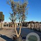 Quercus suber 350-400 cm cont. 150L meerstammig