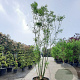 Styphnolobium j. 'Regent' 350-400 cm container meerstammig