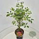 Tetradium daniellii 60-70 cm 10L
