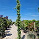 Trachelospermum jasminoides 350-400 cm 30L