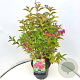Weigela 'Bristol Ruby' 60-80 cm 10L