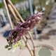 Wisteria floribunda 150-175 cm 3,0L