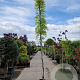 Wisteria flor. 'New Blue Fountain' 350-400 cm 25L