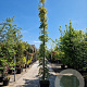 Wisteria sinensis 'Prolific' 500-550 cm container