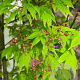 Acer pal. 'Summer Gold' 200-250 cm cont. 80L