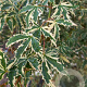 Acer pal. 'Butterfly' 250-300 cm cont. 180L