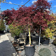 Acer pal. 'Nigrum' 200-250 cm cont. 180L breed 140 cm stam