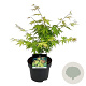 Acer pal. 'Orange Dream' 200-250 cm cont. 80L