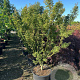 Acer pal. 'Shishigashira' 150-175 cm 50L