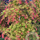 Acer shirasawanum Moonrise 100-125 cm 35L