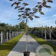Albizia julibr. 'Evi's Pride' 125-150 cm 20L