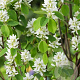 Amelanchier aln. Greatberry Garden 100-125 cm 20L