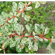 Berberis thunb. 'Natasza' 80-100 cm 20L