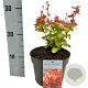 Berberis thunb. 'Orange Ice' 30-40 cm 3,0L