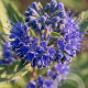 Caryopteris cland. 'Dark Knight' 40-50 cm 5,0L