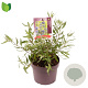 Caryopteris cland. 'Heavenly Blue' 40-50 cm 5,0L