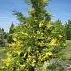 Calocedrus dec. 'Aureovariegata' 175-200 cm cont. 80L