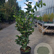 Camellia j. 'Dr King' 100-125 cm 20L