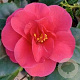 Camellia j. 'Dr King' 125-150 cm 20L