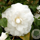 Camellia j. 'Campsii Alba' 125-150 cm 20L