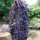 Cercis can. 'Ruby Falls' 175-200 cm 20L BEVEERD
