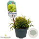 Chamaecyparis p. 'Sungold' 20-25 cm 2,0L