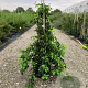 Chaenomeles spec. 'Kinshiden' 30-40 cm 3,0L