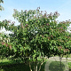 Cornus controversa 200-250 cm draadkluit meerstammig