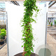 Clematis 'Etoile Violette' 175-200 cm 20L 3 stok