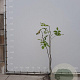 Cladrastis kentukea 150-175 cm 20L