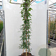 Clematis mont. rubens 175-200 cm 20L 3 stok