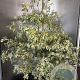Cornus alternifolia 'Argentea' 125-150 cm 20L