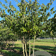 Cornus controversa 400-450 cm draadkluit meerstammig
