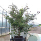 Cornus k. 'Cappucino' 250-300 cm cont. 110L