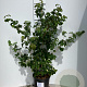Cornus k. 'Satomi' 100-125 cm 20L