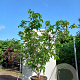 Cornus k. 'Satomi' 175-200 cm 50L