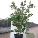 Cornus k. 'Satomi' 175-200 cm cont. 80L
