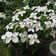 Cornus k. 'Teutonia' 200-250 cm cont. 110L