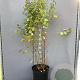 Cornus sang. 'Midwinter Fire' 125-150 cm 20L